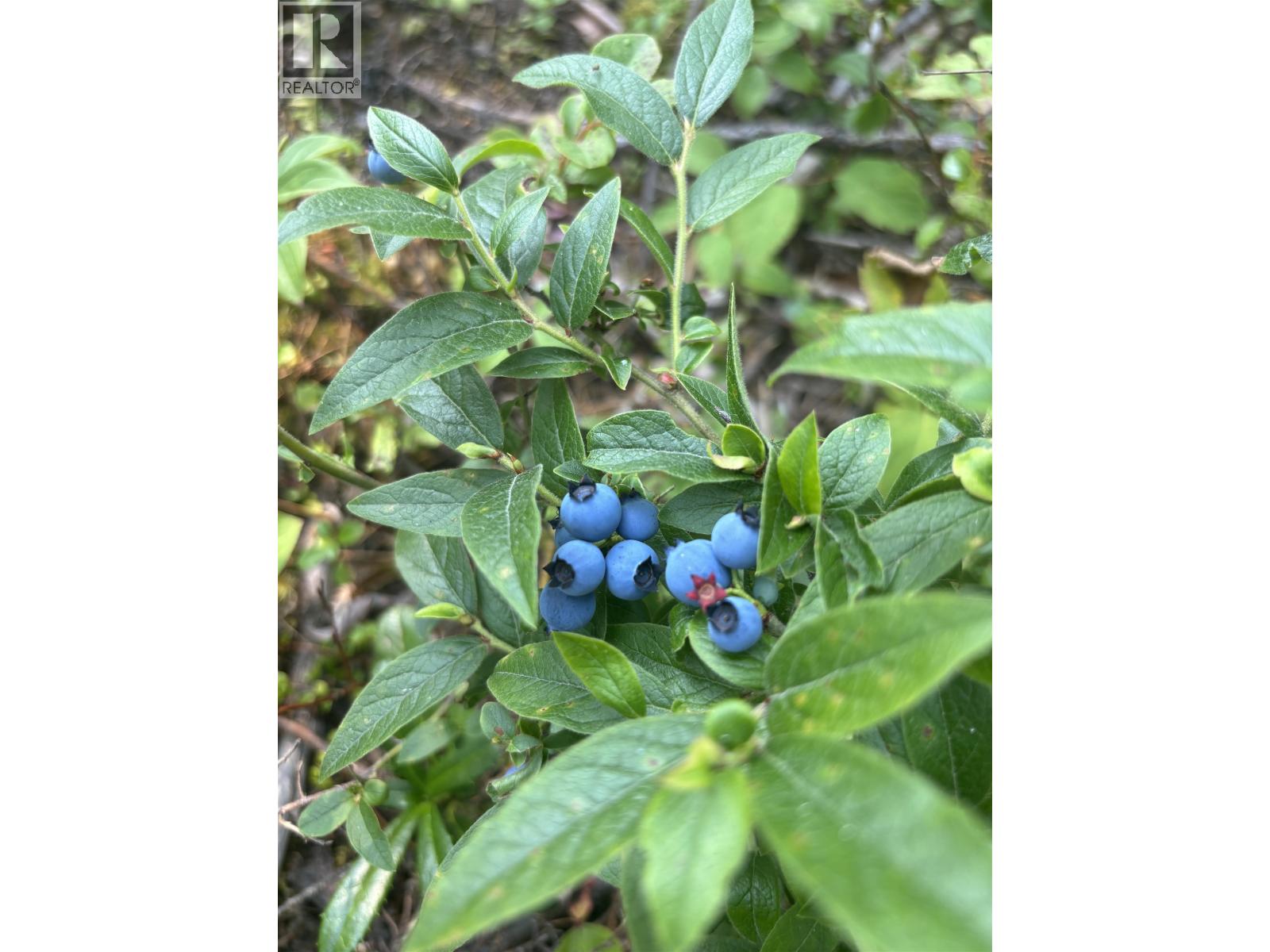 8205 Gladtidings Drive, Prince George, British Columbia  V2K 5G1 - Photo 9 - R3045967